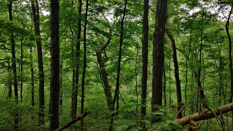 Lush forest at Klondike Park, Missouri