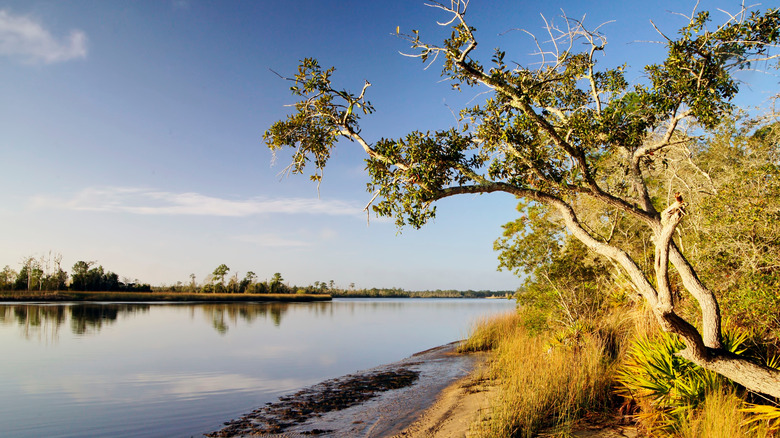 Views of the scenic river at Ochlockonee River State Park in Florida, surrounded by shrubs and greenery.