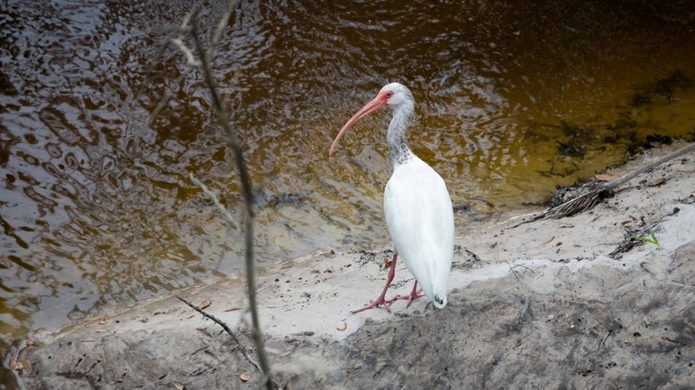An ibis standing by the water in Alderman's Ford Conservation Park.