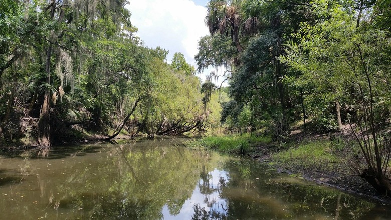 Water running through trees in Alderman's Ford Conservation Park.
