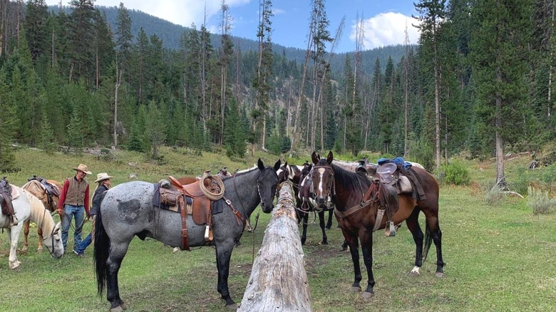 Saddled horses tied to a hitching post on Elkhorn Ranch awaiting horseback riders, with two cowboys in the background