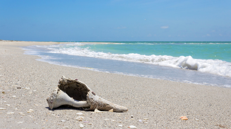 A big seashell at Cayo Costa State Park.