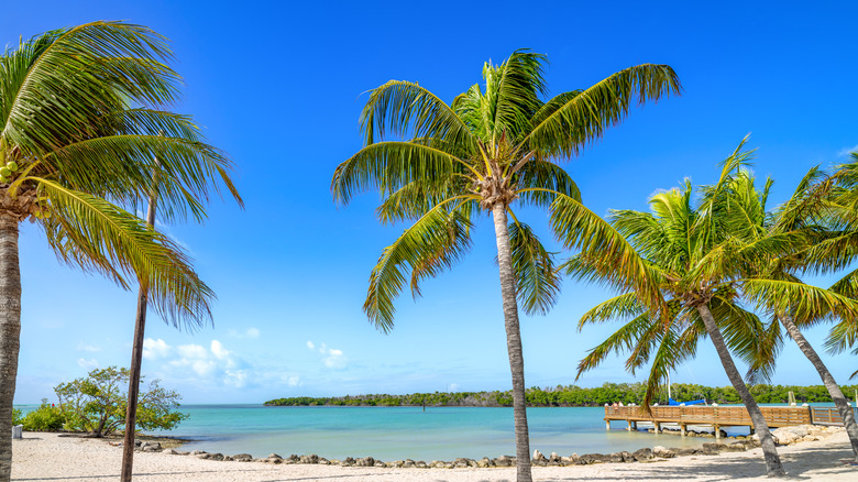 Tropical palm trees at Sombrero Beach.