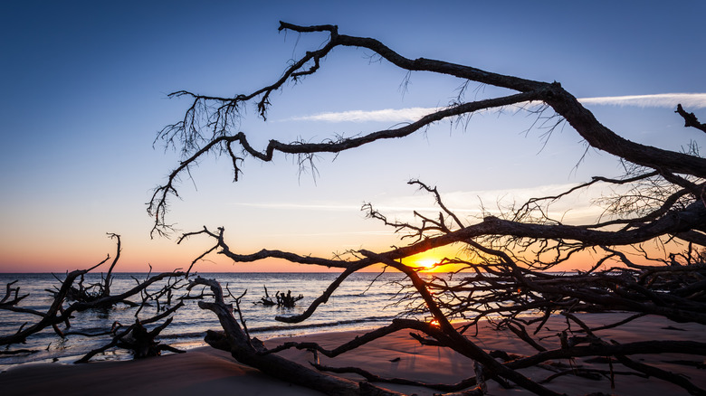 Giant driftwood trees at Big Talbot State Park.