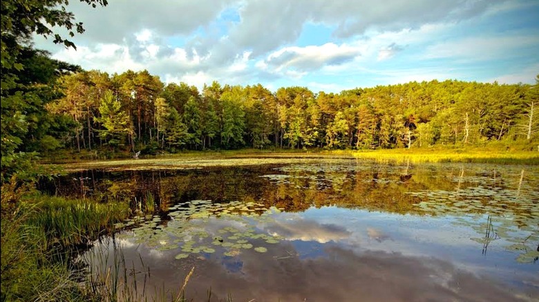 Golden hour light on the trees around Beaman Pond, Otter River State Forest, Massachusetts.