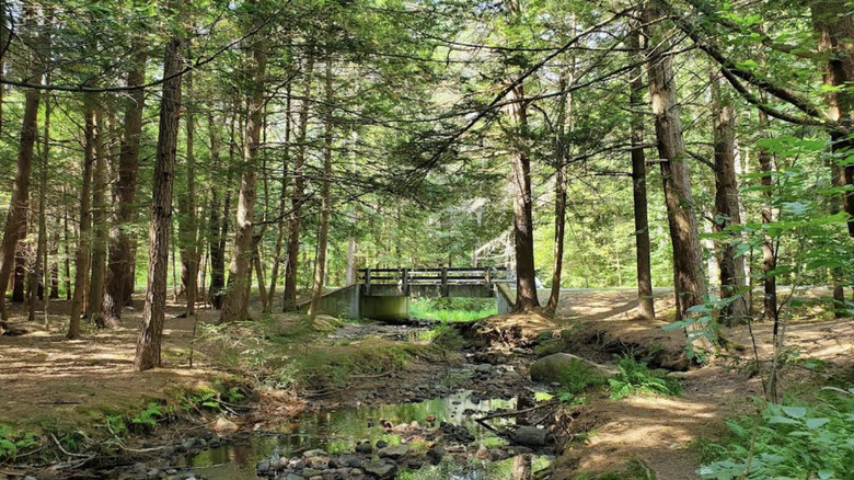 A bridge over a small creek, surrounded by woodlands, seen on a hike through Otter River State Forest.