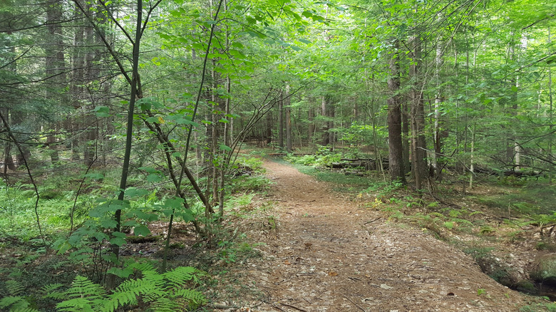A wide, tree-covered hiking trail in Mount Grace State Forest in Warwick, Massachusetts