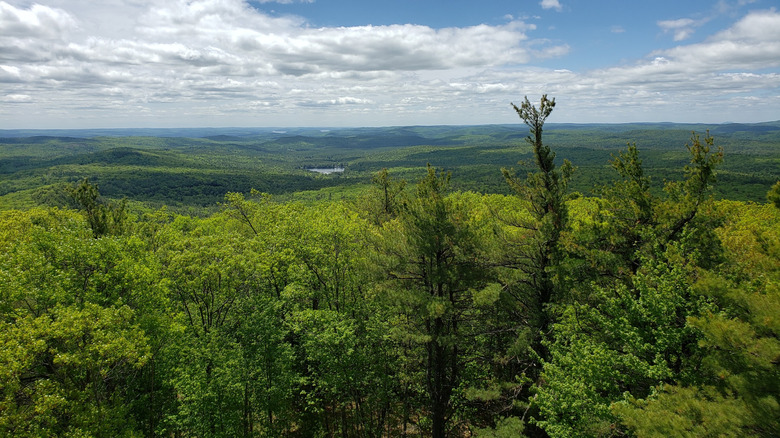 A view over the green trees in Mount Grace State Forest in Warwick, Massachusetts