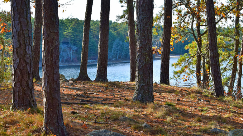 Pine trees cluster on a hill above a still body of water in Myles Standish State Forest, Massachusetts