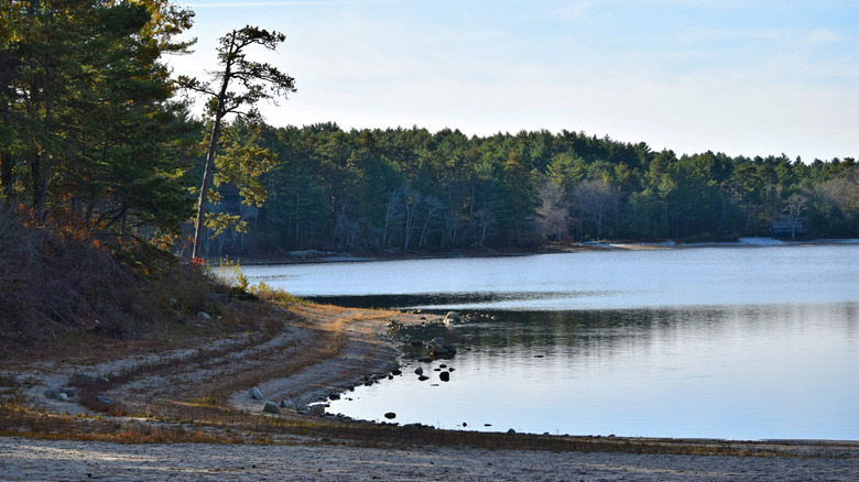 A beach curves around a still body of water as trees gather nearby in Myles Standish State Forest, Massachusetts