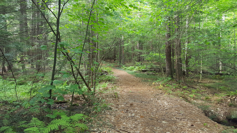 A wide, tree-covered hiking trail in Mount Grace State Forest in Warwick, Massachusetts
