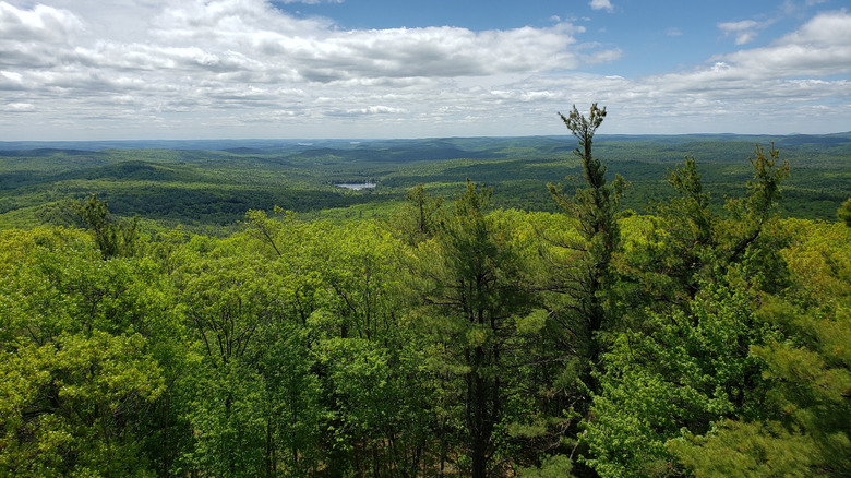 A view over the green trees in Mount Grace State Forest in Warwick, Massachusetts