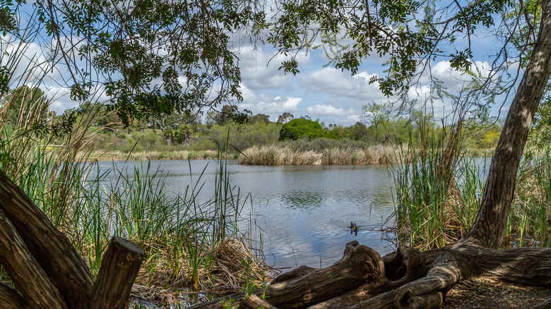 Guajome Lake inside Guajome Regional Park with varying vegetation