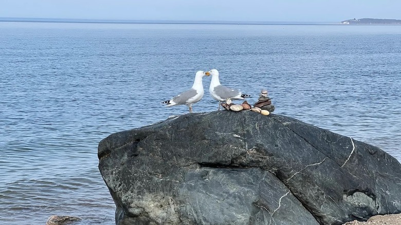 Two seagulls perched on a large boulder along the Long Island Sound at Caumsett State Park in New York.