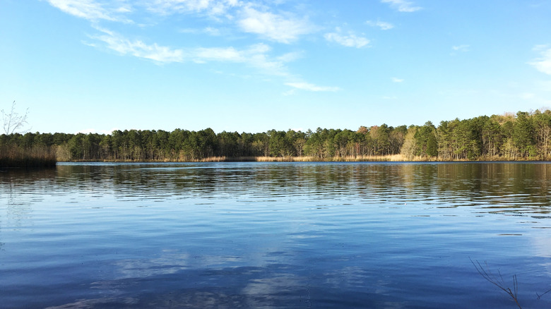 The calm surface of Lake Absegami with tall pine trees along its distant shoreline on a blue-sky day