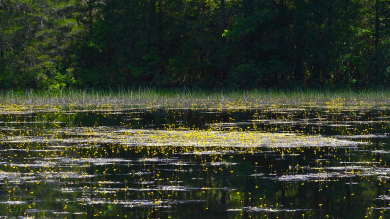 Lake full of bright yellow bladderwort flowers observed in Bass River State Forest
