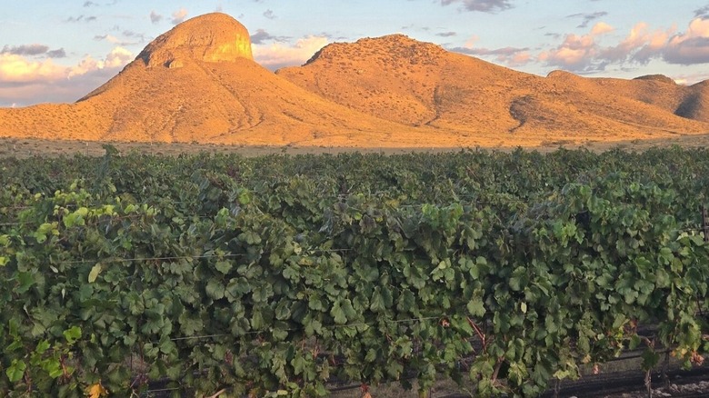 View of Mount Bruce in Arizona's Mustang Mountains outside of Elgin, AZ