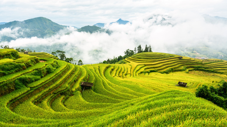 Rice field terraces in Vietnam