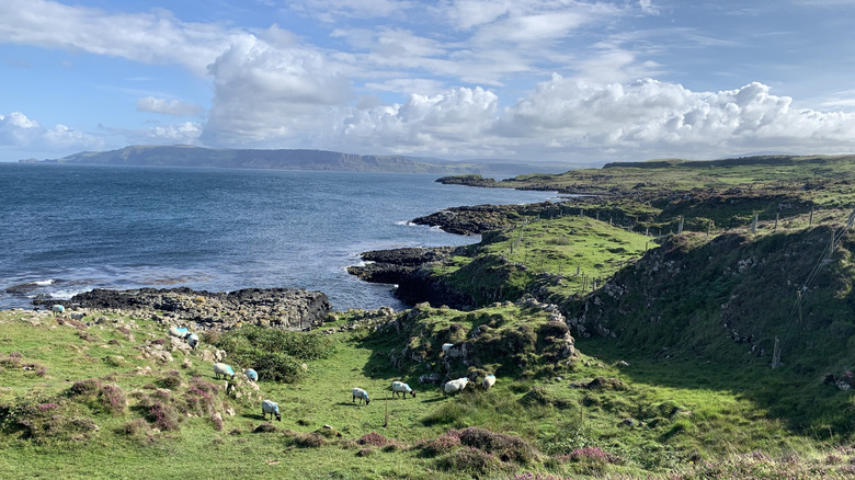 A wild coastal landscape and sheep on Rathlin Island