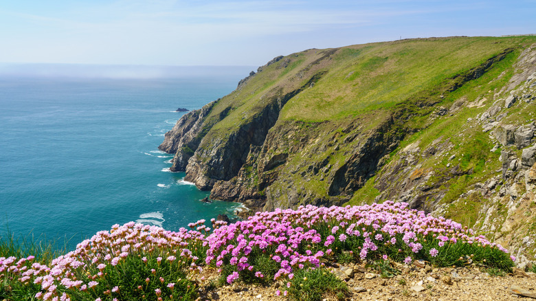 Flowers frame the cliffs of Lundy Island off the coast of Devon in the United Kingdom