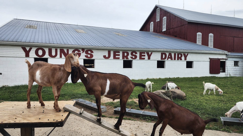 Goats in front of Young's Jersey Dairy Farm