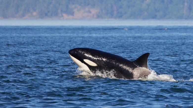 Orcas whale breaching in sea