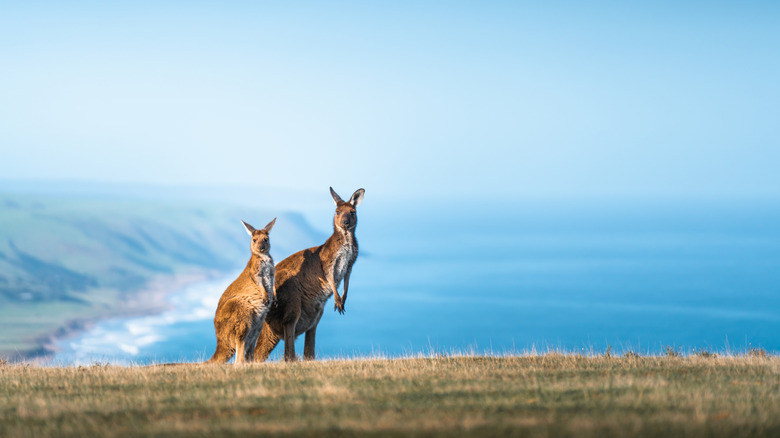 Kangaroos at Deep Creek, Australia
