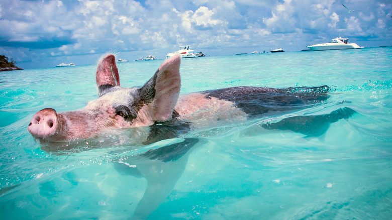 Swimming pig in the Bahamas