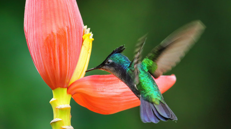 Antillean crested hummingbird feeding from banana flower, Grenada island, Grenada