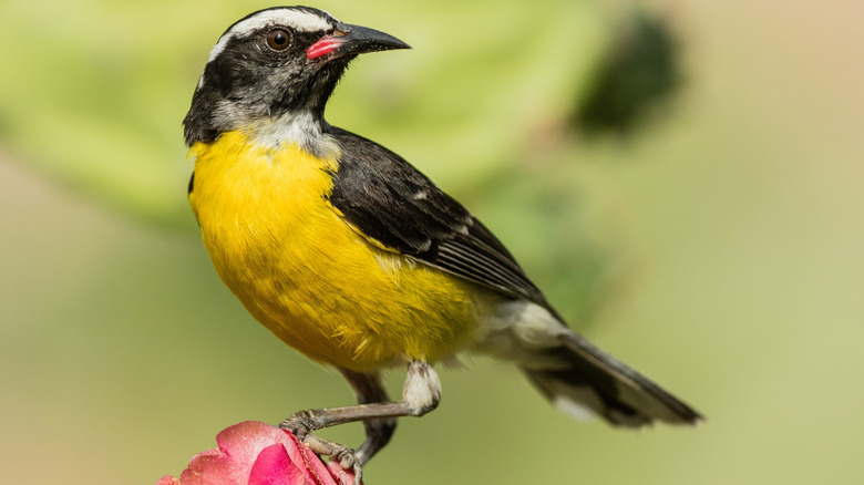 A Bananaquit bird standing on a pick cactus flower