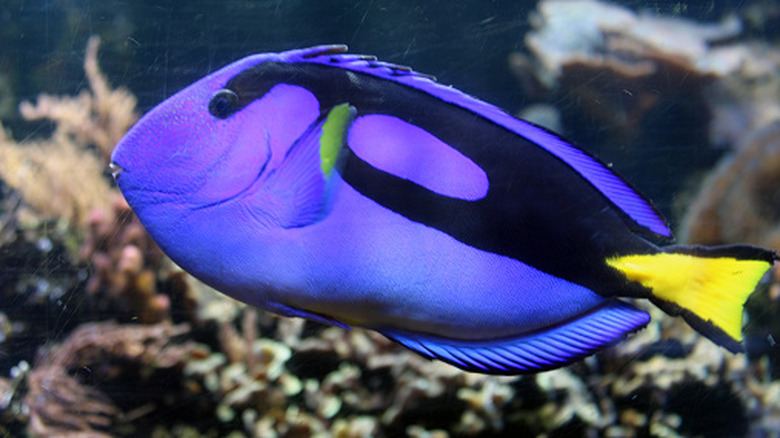 Colorful blue tang fish swimming near coral reef