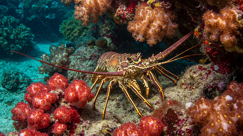 A Caribbean spiny lobster amidst vibrant coral reef underwater