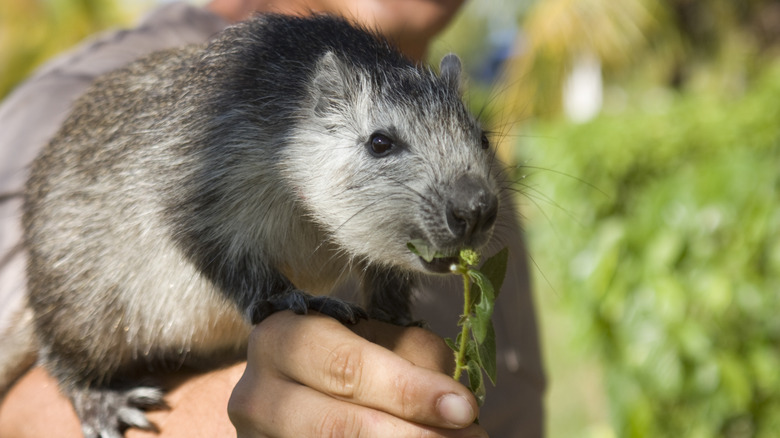 Cuban hutia eating a branch with leaves