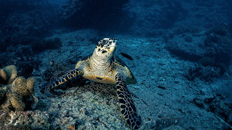 Hawksbill Sea turtle resting on the sandy ocean floor near an underwater coral reef