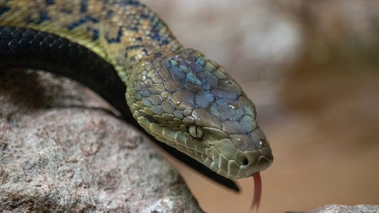 Female Jamaican boa, tongue out, resting on a rock