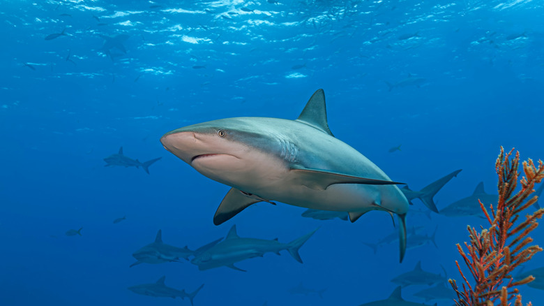 Caribbean reef sharks swim over a coral reef, clear blue ocean background