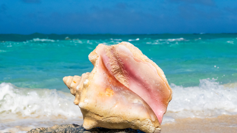 Queen conch sea shell in the surf of the tropical beach at Bahamas