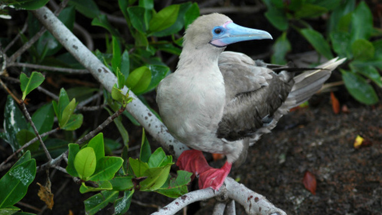 A Red footed booby perched on a branch