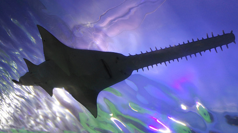 Silhouette of a Saw Shark swimming underwater