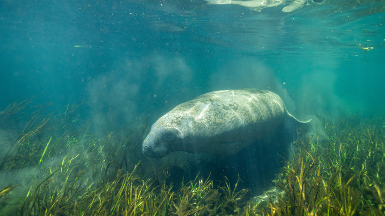 The West Indian Manatee in the water