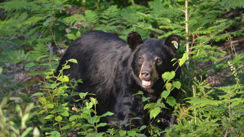An American black bear sighted in New Hampshire's White Mountains