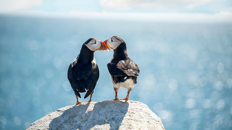 A pair of Atlantic puffins photographed off the coast of Maine