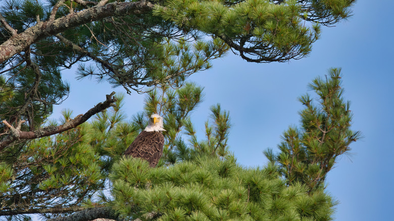 A bald eagle at Lake Alamoosook, Maine