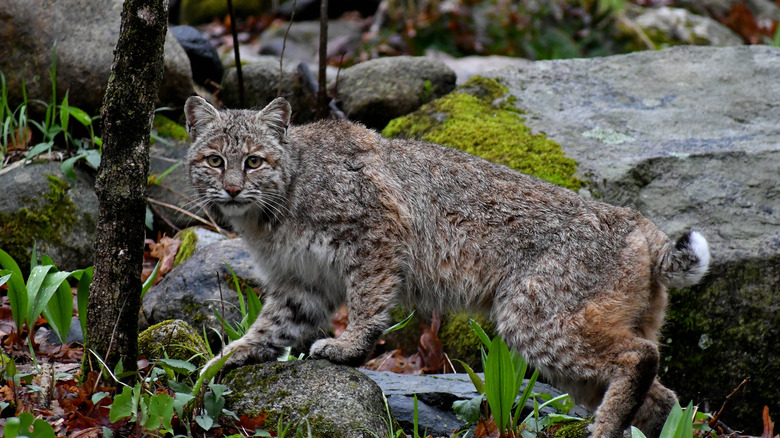 A bobcat in the woods of Connecticut