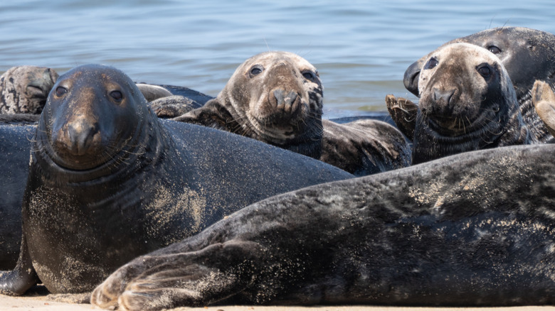 Grey seals hauled out on a sand bar in Massachusetts