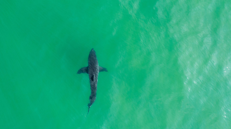 Aerial shot of a Great White Shark spotted off of Cape Cod, Massachusetts