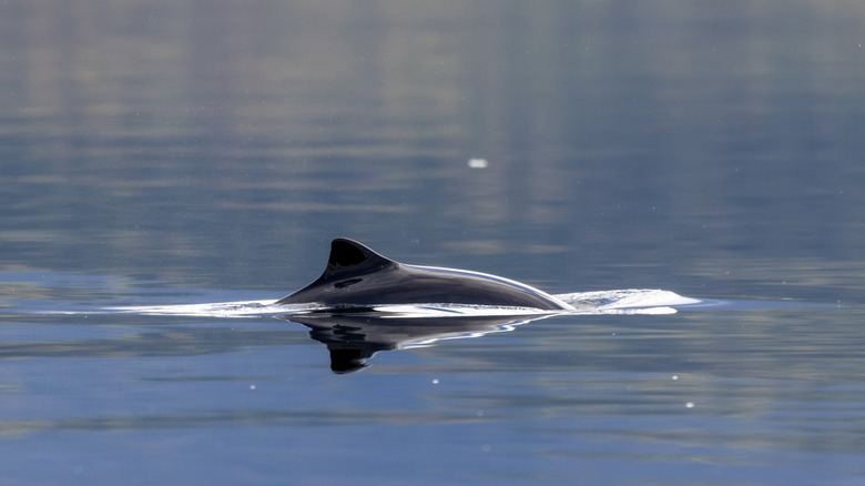 A harbor porpoise surfaces for air