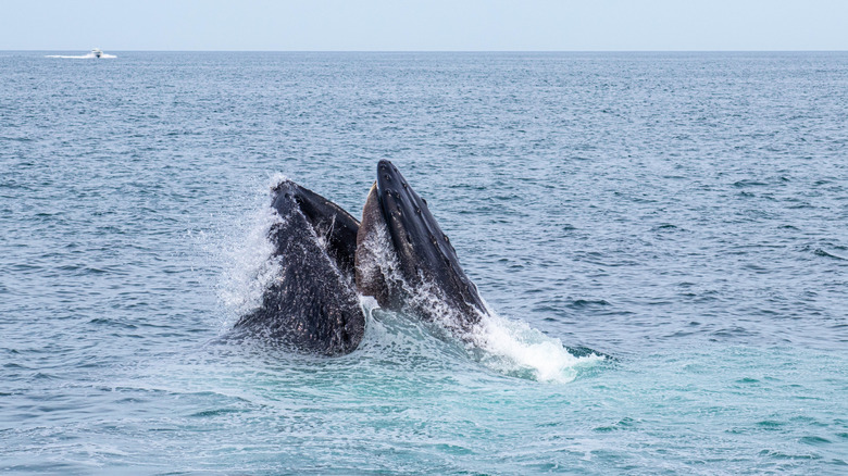 A humpback whale feeding in Stellwagen Bank National Marine Sanctuary