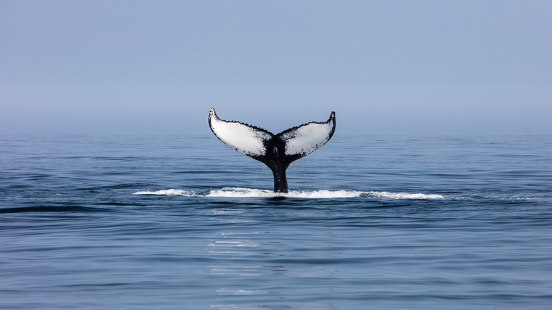 A humpback whale fluke in Stellwagen Bank, Massachussetts