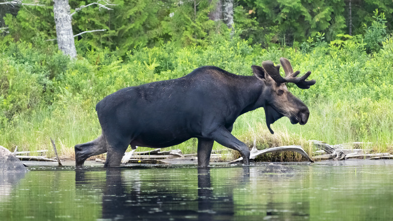A moose in Maine wading in water.
